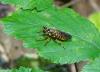 Choerades fimbriata